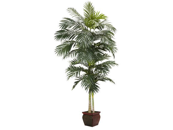 8 Ft. Golden Cane Palm,NNI