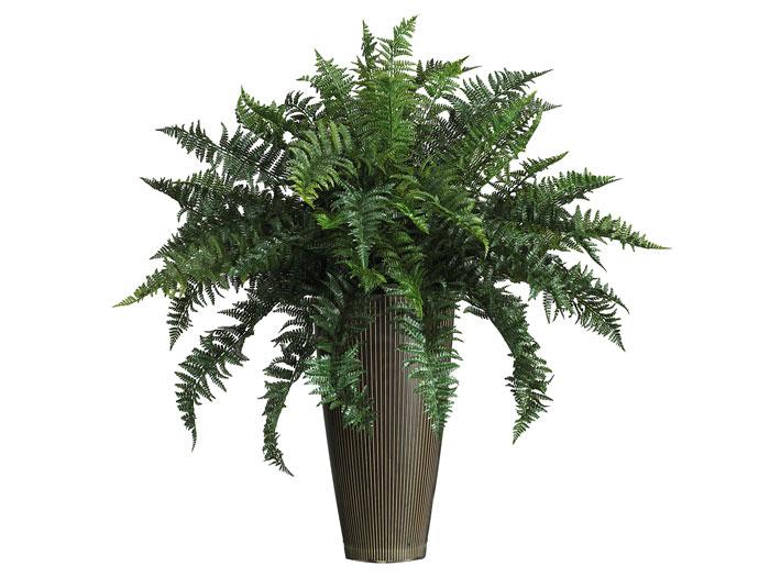 Indoor/Outdoor Fern,NNI