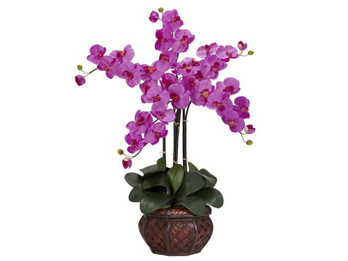 Phalaenopsis w/Decorative Vase ,NNI