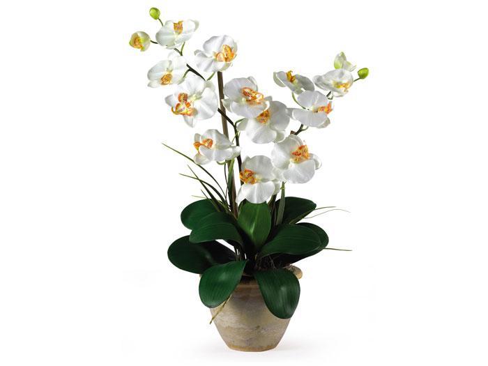 Double Stem Phalaenopsis,NNI